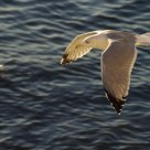 Mediterranean Seagull